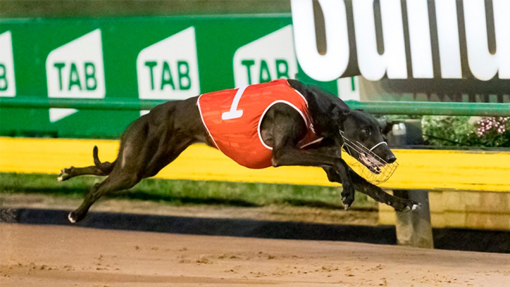 Sky Racing World Launches Australian Greyhound Simulcasting in US