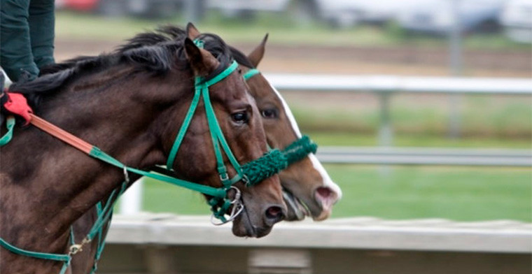 Macau Jockey Club  announces horse racing season for 2023/2024