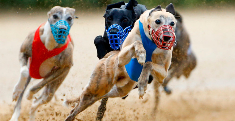 Greyhound Racing Petition Prompts Response from UK Government