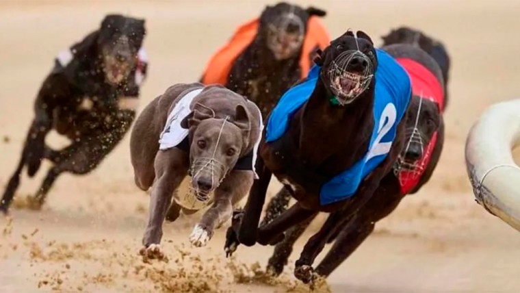 Greyhound Racing Set to End in Wales After Senedd Decision